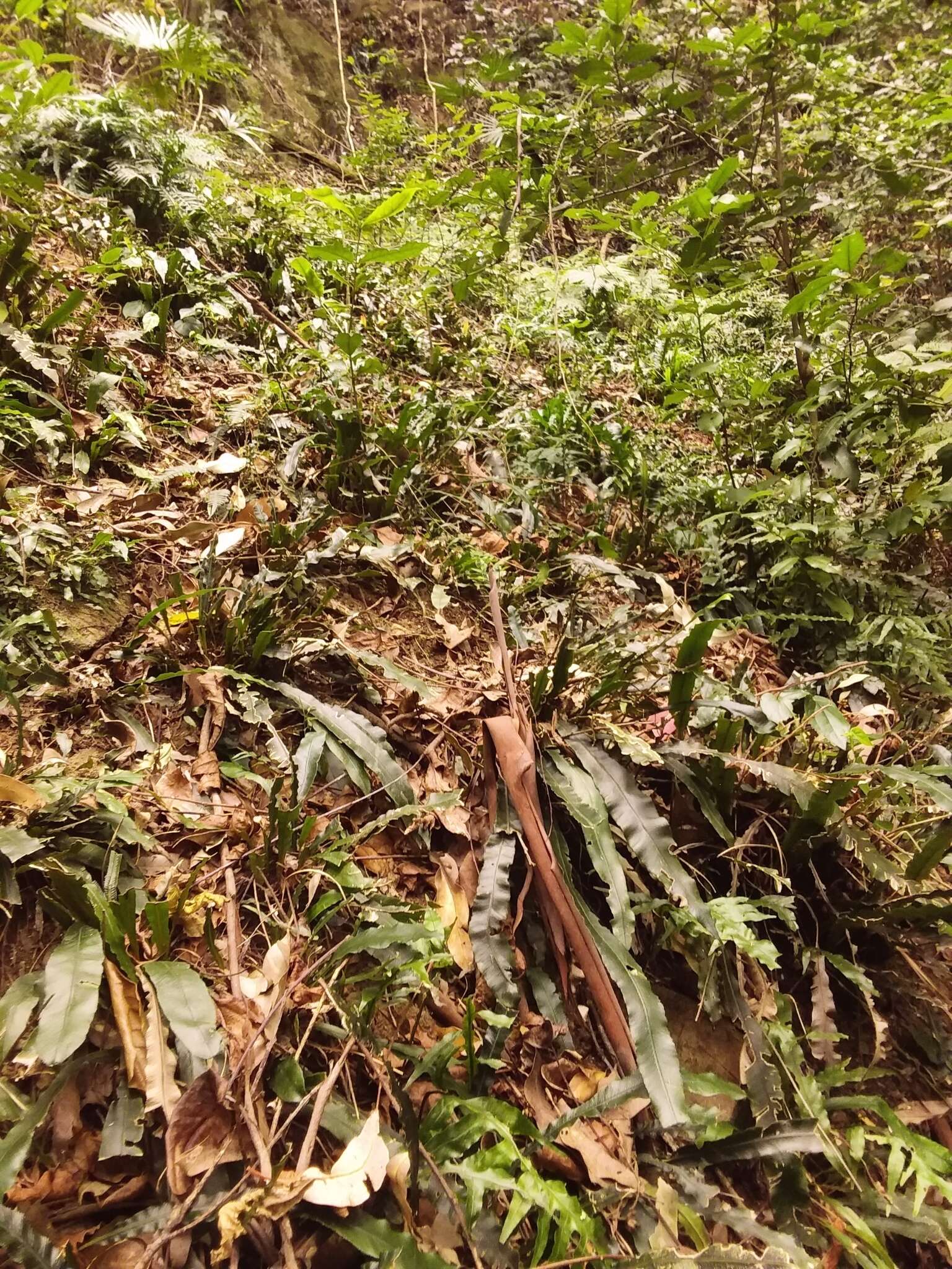 Image of Austroblechnum patersonii (R. Br.) Gasper & V. A. O. Dittrich