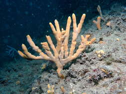 Image of branching sponge