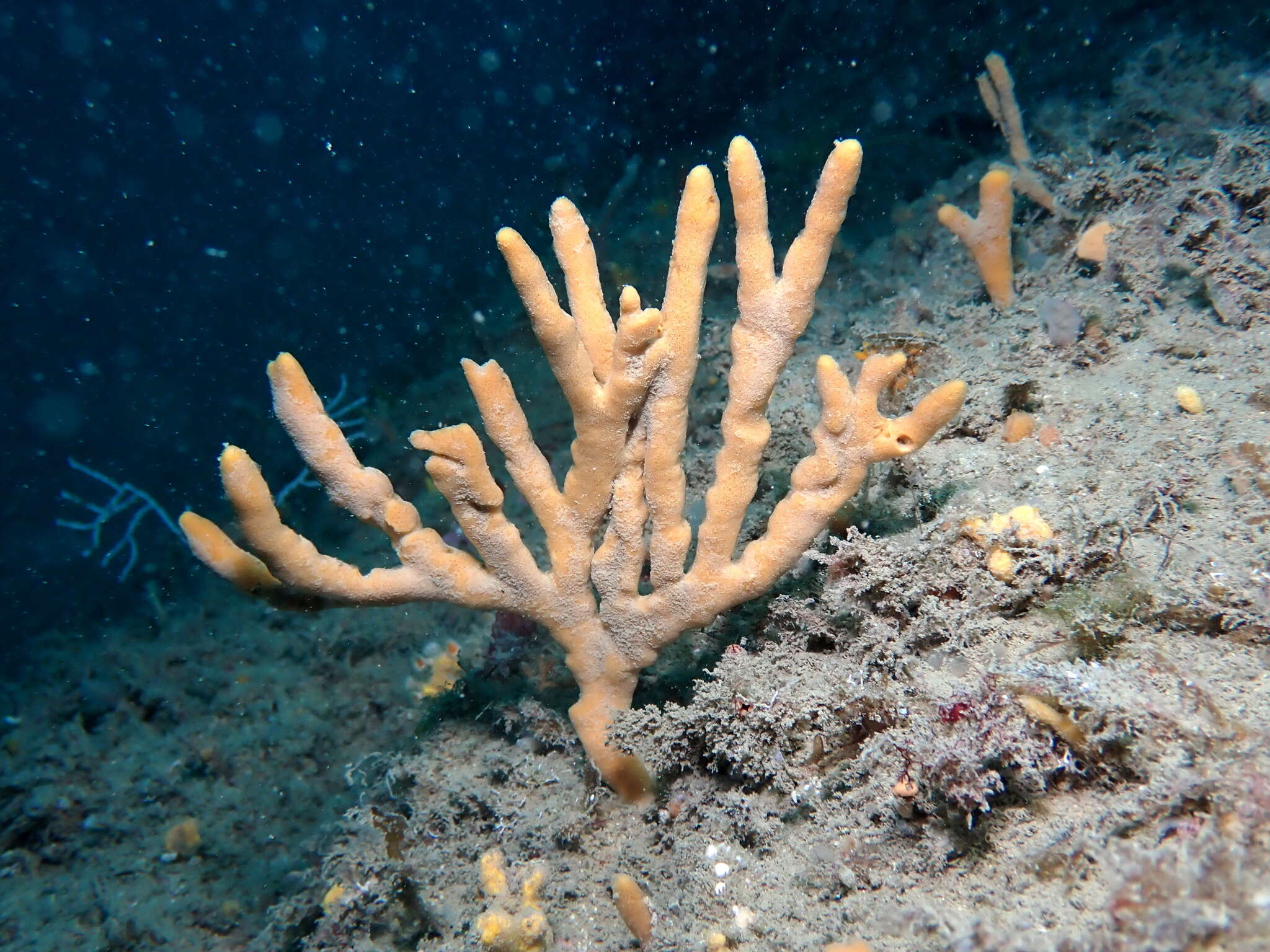 Image of branching sponge