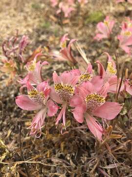 Image of Alstroemeria hookeri Sweet