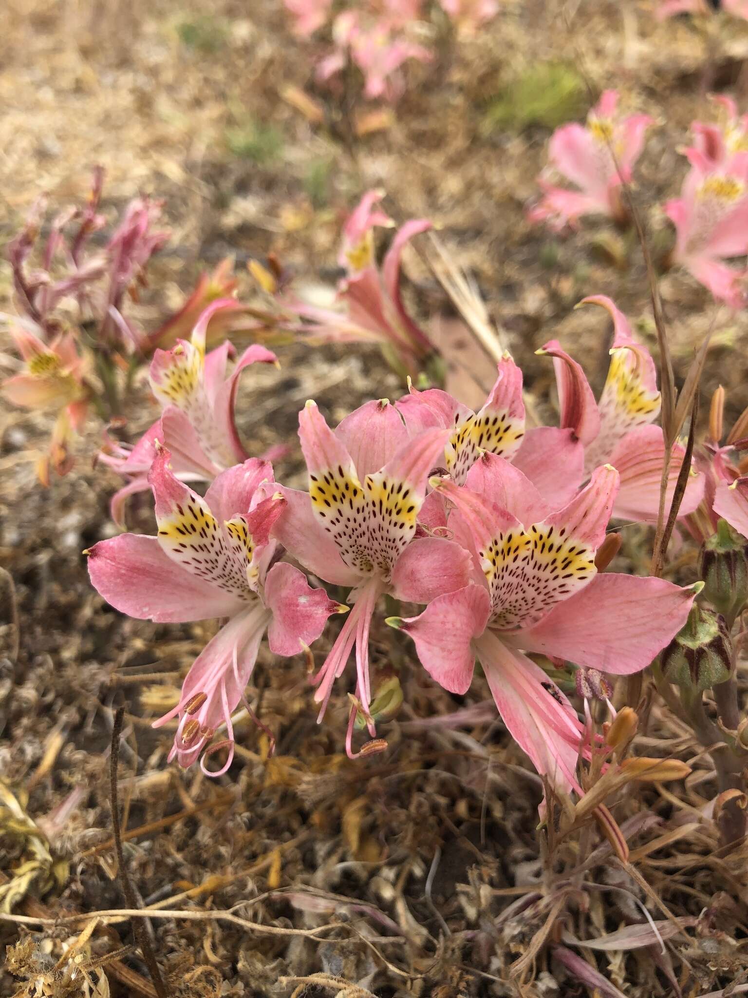 Imagem de Alstroemeria hookeri Sweet