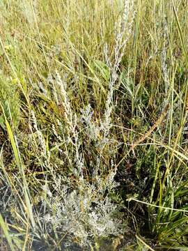 Image of Artemisia austriaca Jacq.