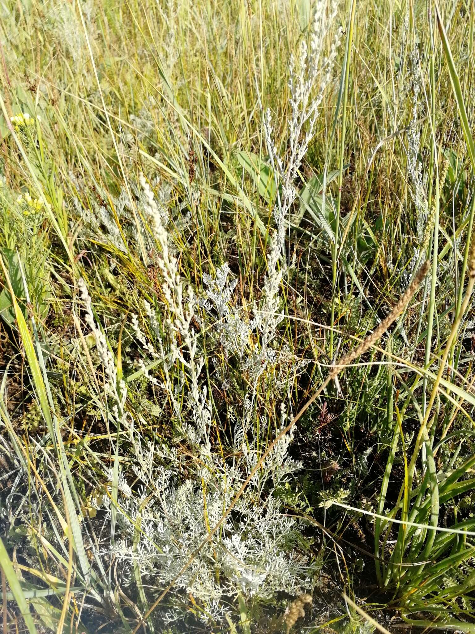 Слика од Artemisia austriaca Jacq.