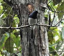 Image of Satin Flycatcher