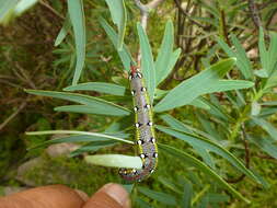 Image of Spurge Hawk Moth