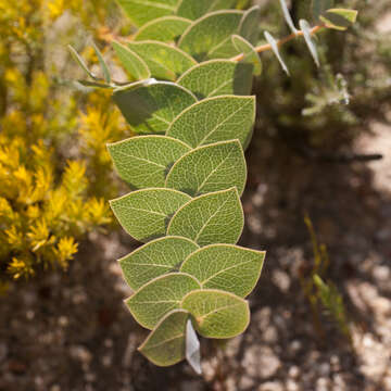 Image of <i>Rafnia acuminata</i>