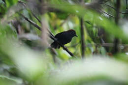 Image of Bicolored Antvireo