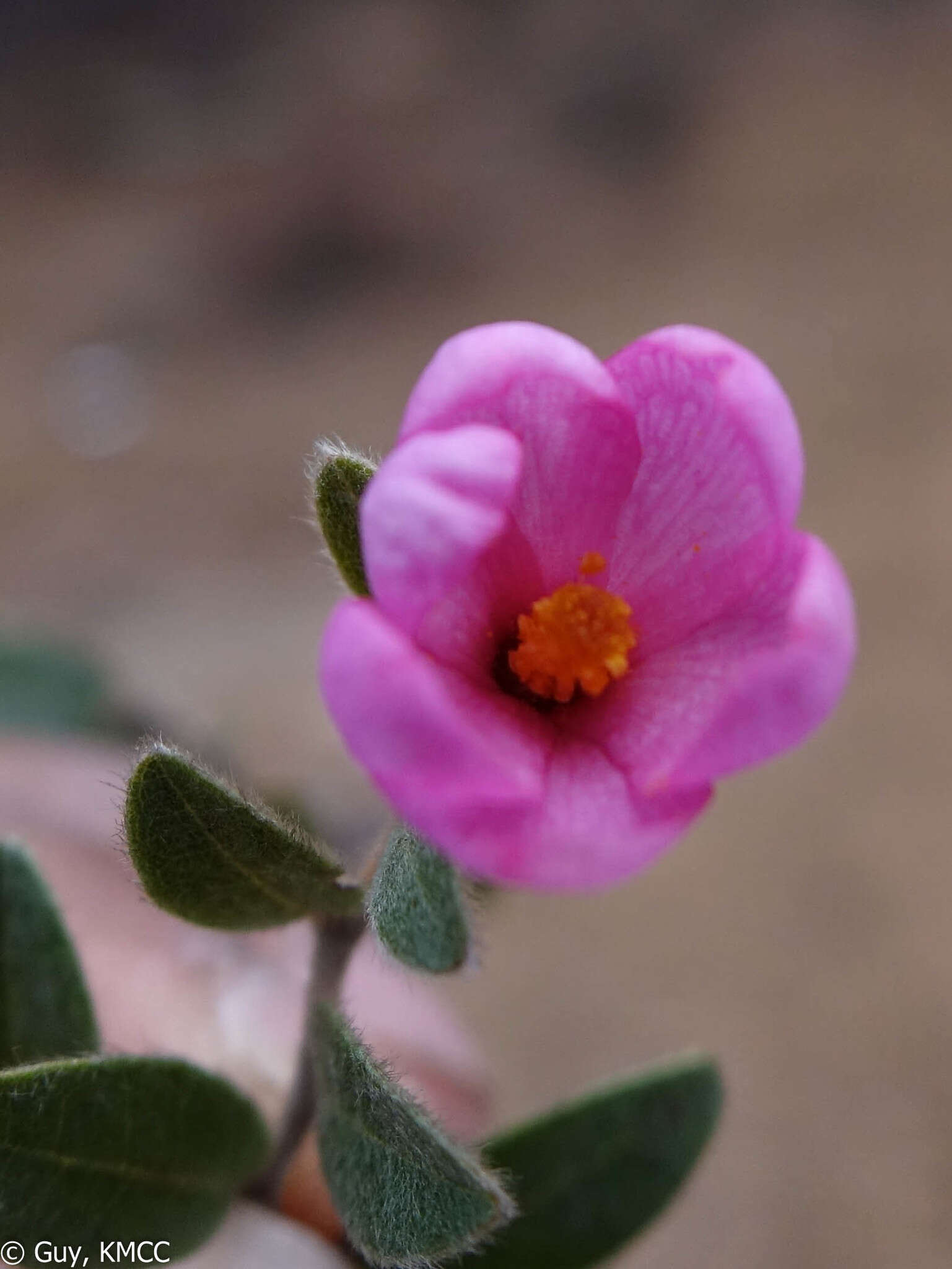 Image of Xerochlamys itremoensis Hong-Wa