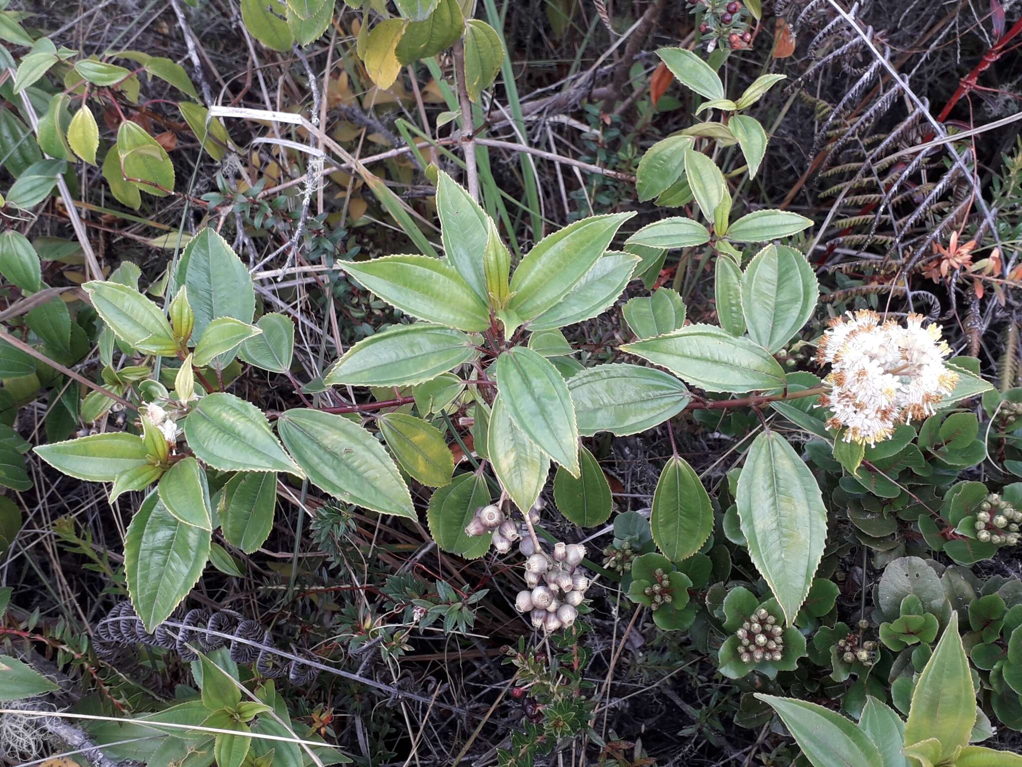 Miconia crocea (Desroussraux) Naud.的圖片