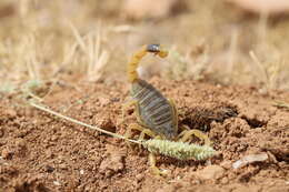 صورة Leiurus hebraeus (Birula 1908)