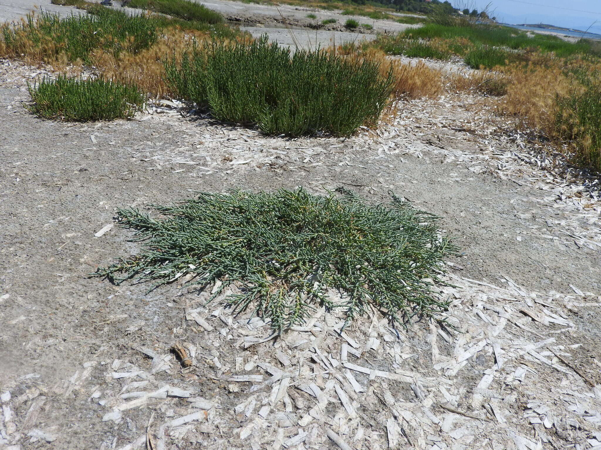 Image of Shrubby Glasswort