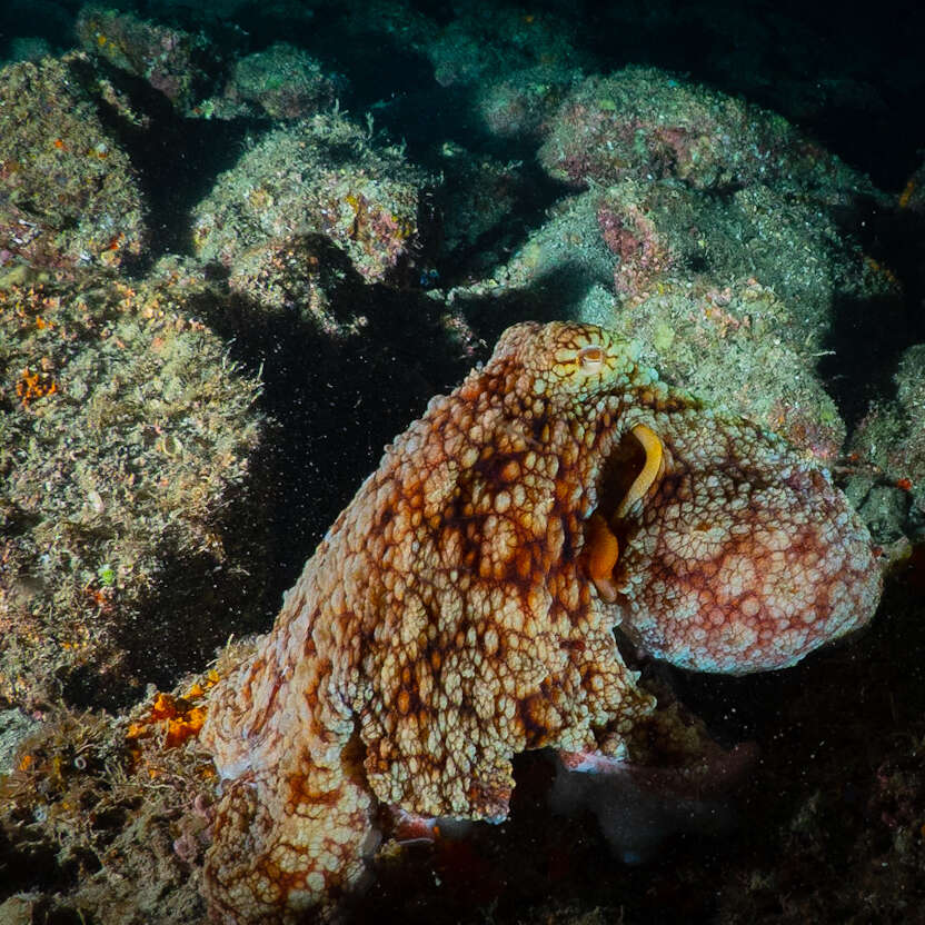 Image of Hubb's octopus