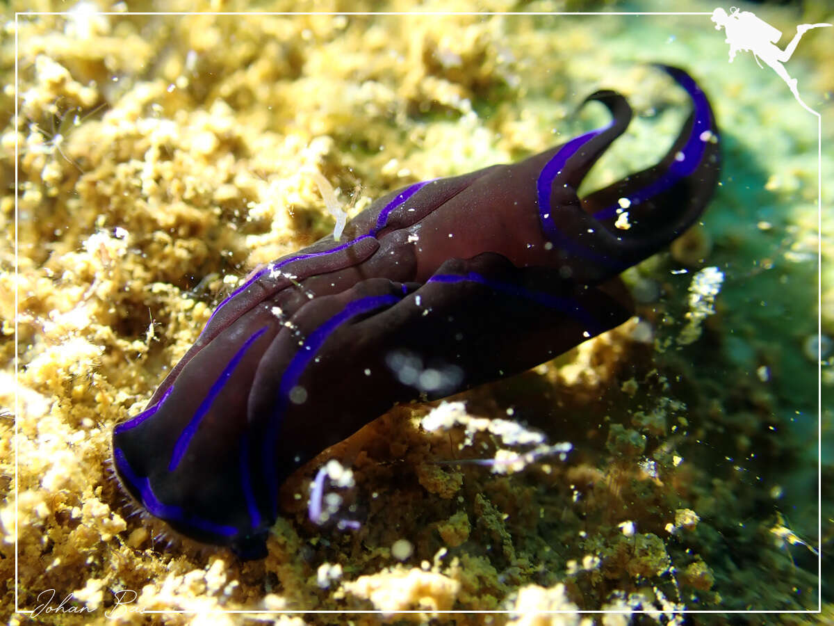 Image of Black and blue swallowtail slug