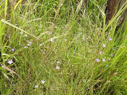 صورة Wahlenbergia undulata (L. fil.) A. DC.