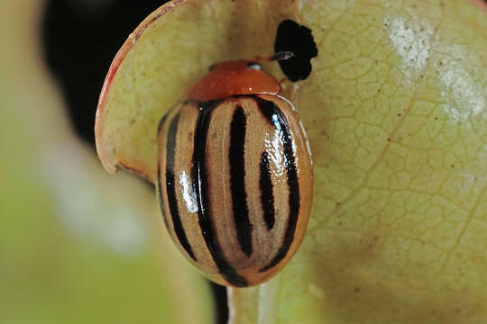 Image of <i>Plagiodera septemvittata</i>