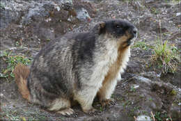 Image of Black-capped Marmot