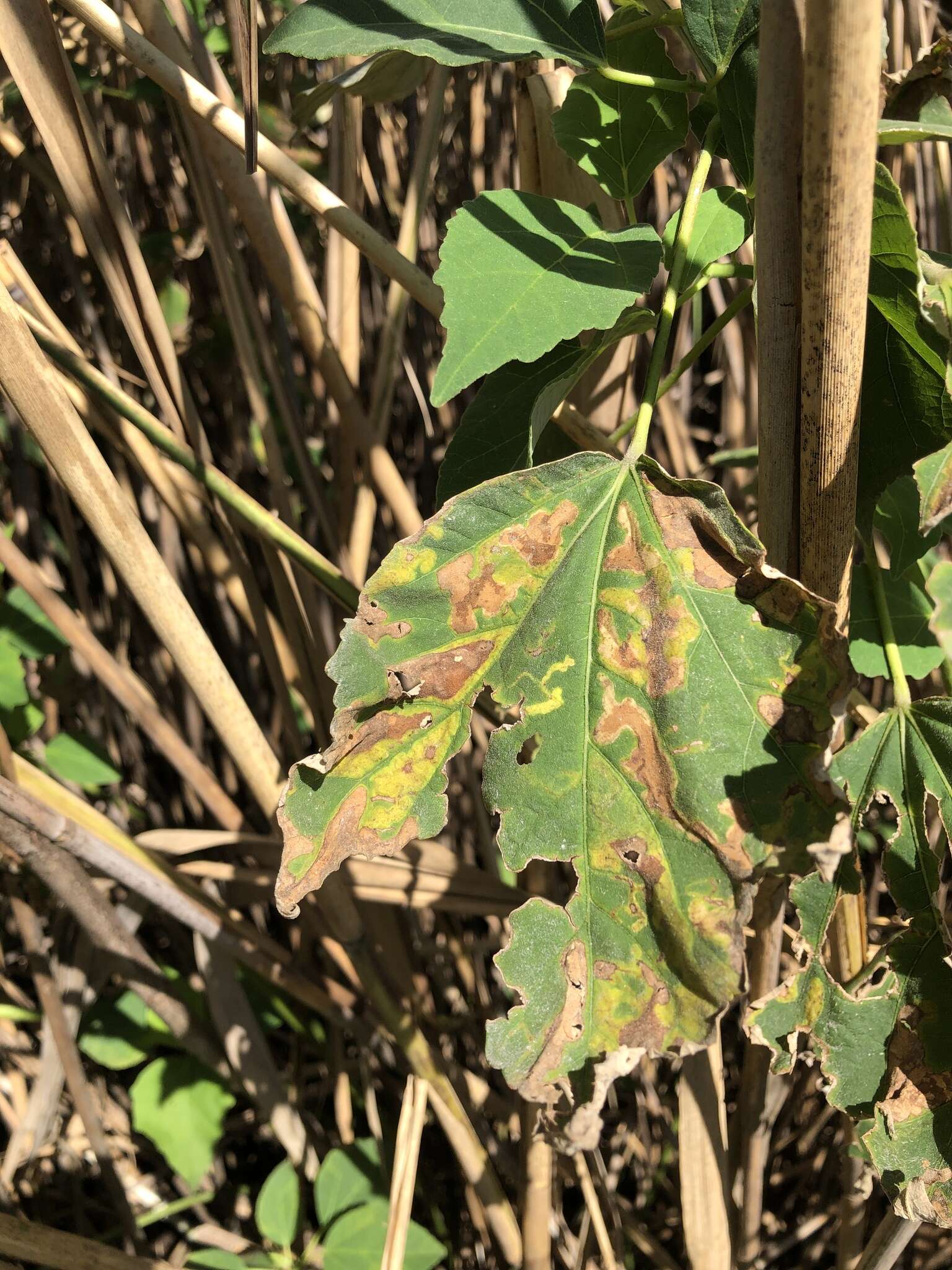 Image of Telamoptilia hibiscivora Davis & Davis 2017