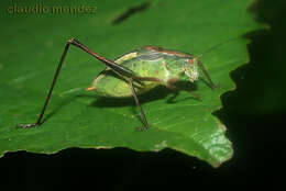 Image of Anisophya melanochloris (Rehn & J. A. G. 1911)