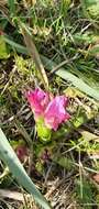 Image of Anacamptis papilionacea subsp. grandiflora (Boiss.) Kreutz