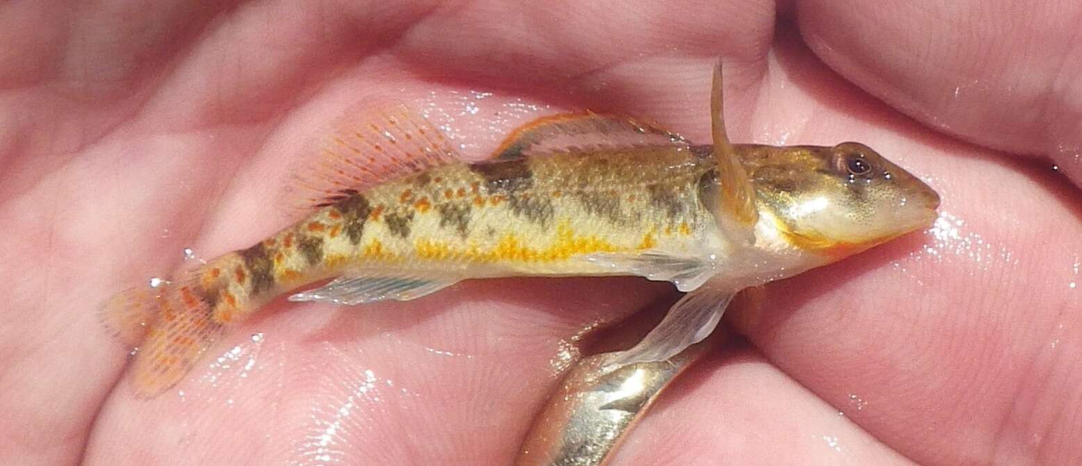 Слика од Etheostoma erythrozonum Switzer & Wood 2009