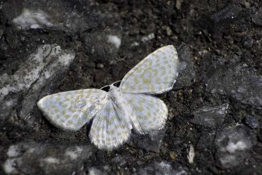 Image of Asthena nymphaeata Staudinger 1897