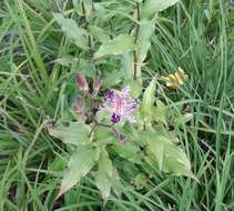 Image of toad lily