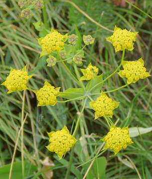 Image of Bupleurum ranunculoides L.