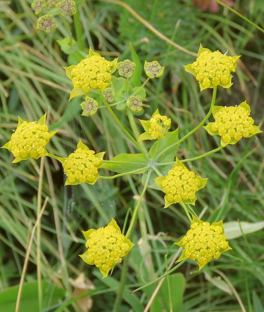 Sivun Bupleurum ranunculoides L. kuva