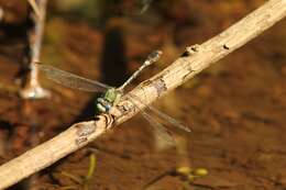 Image of Erpetogomphus boa Selys 1859