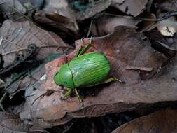 Sivun Chrysina psittacina (Sturm 1843) kuva