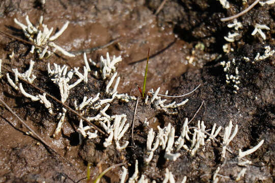 Image of whitefingers lichen