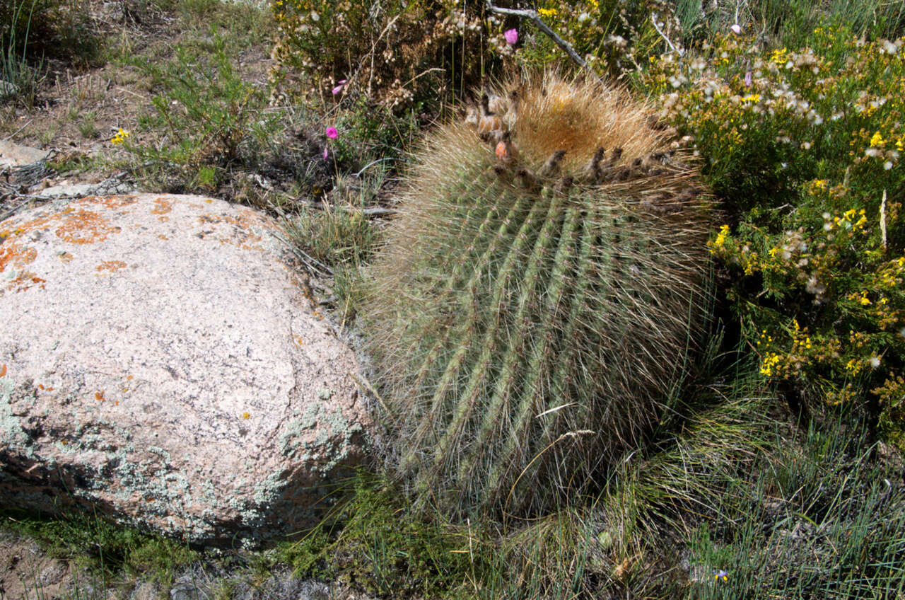 Echinopsis formosa (Pfeiff.) Jacobi ex Salm-Dyck resmi