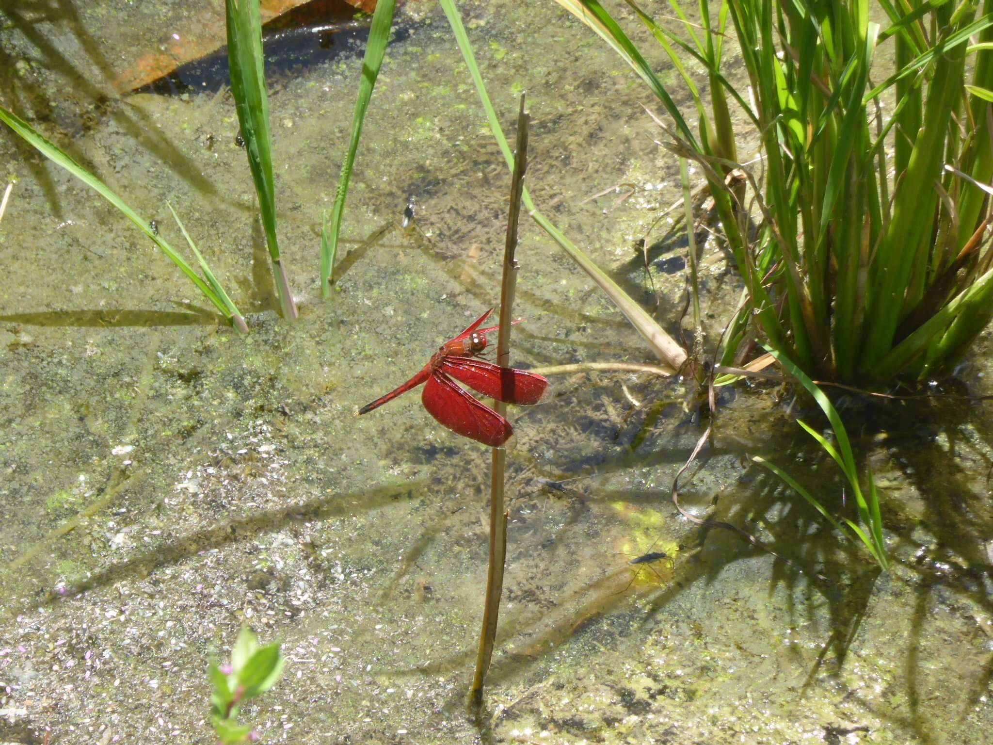 Image of Neurothemis manadensis (Boisduval 1835)