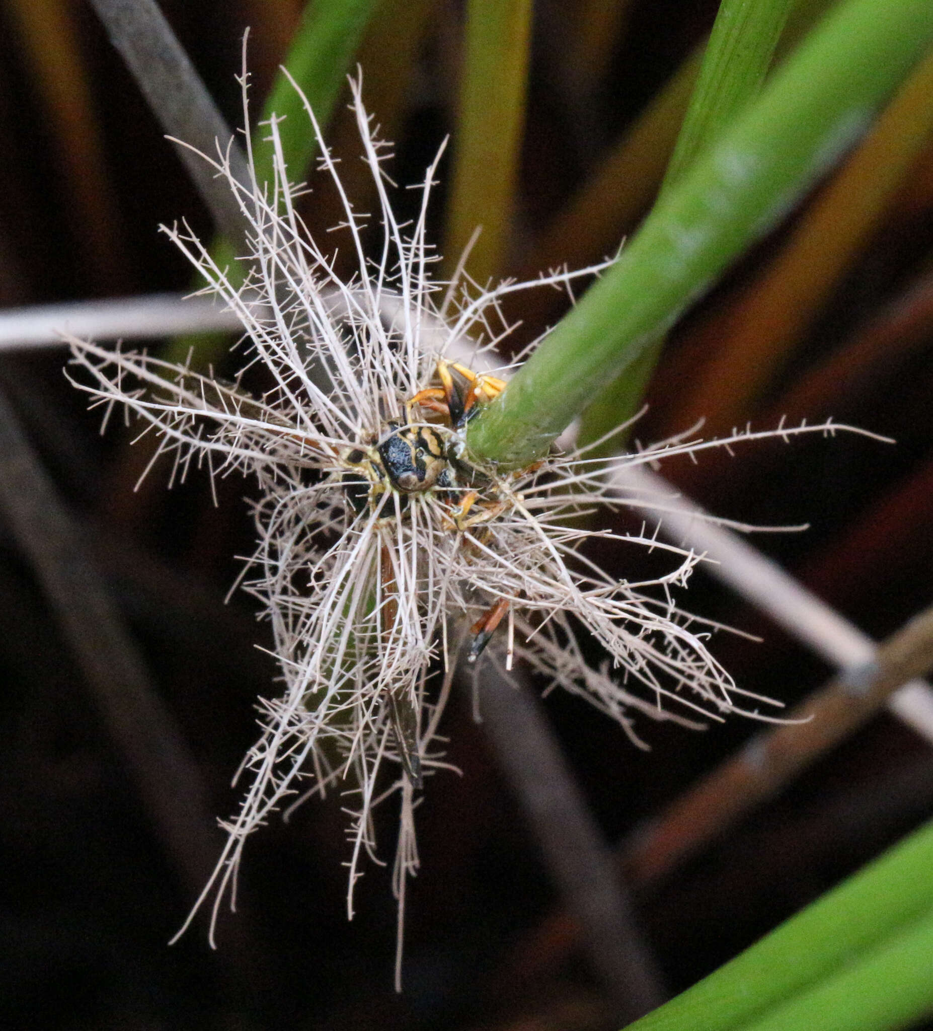 Image of Ophiocordyceps humbertii (C. P. Robin) G. H. Sung, J. M. Sung, Hywel-Jones & Spatafora 2007