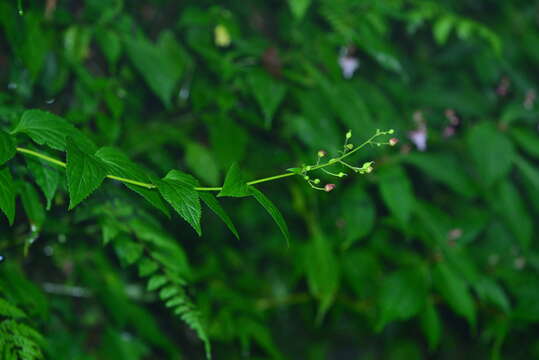 Image de Scrophularia yoshimurae T. Yamaz.