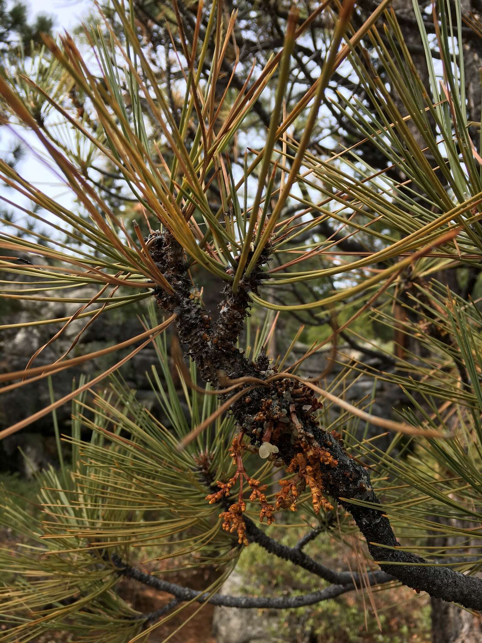 Image of western dwarf mistletoe