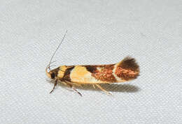 Macrobathra chrysotoxa Meyrick 1886 resmi