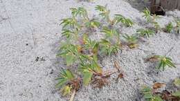 صورة Euphorbia polygonifolia L.