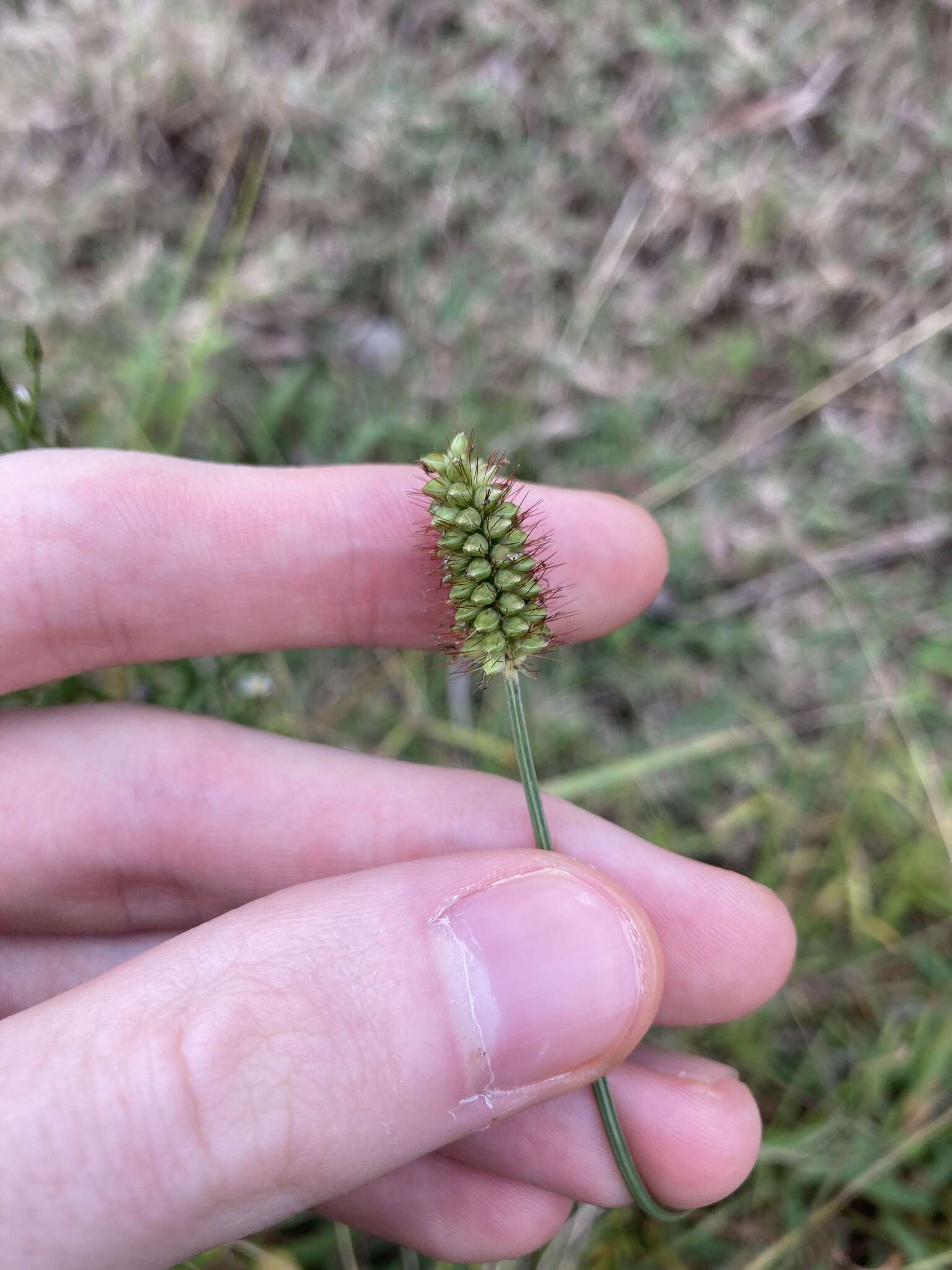 Image of Setaria surgens Stapf