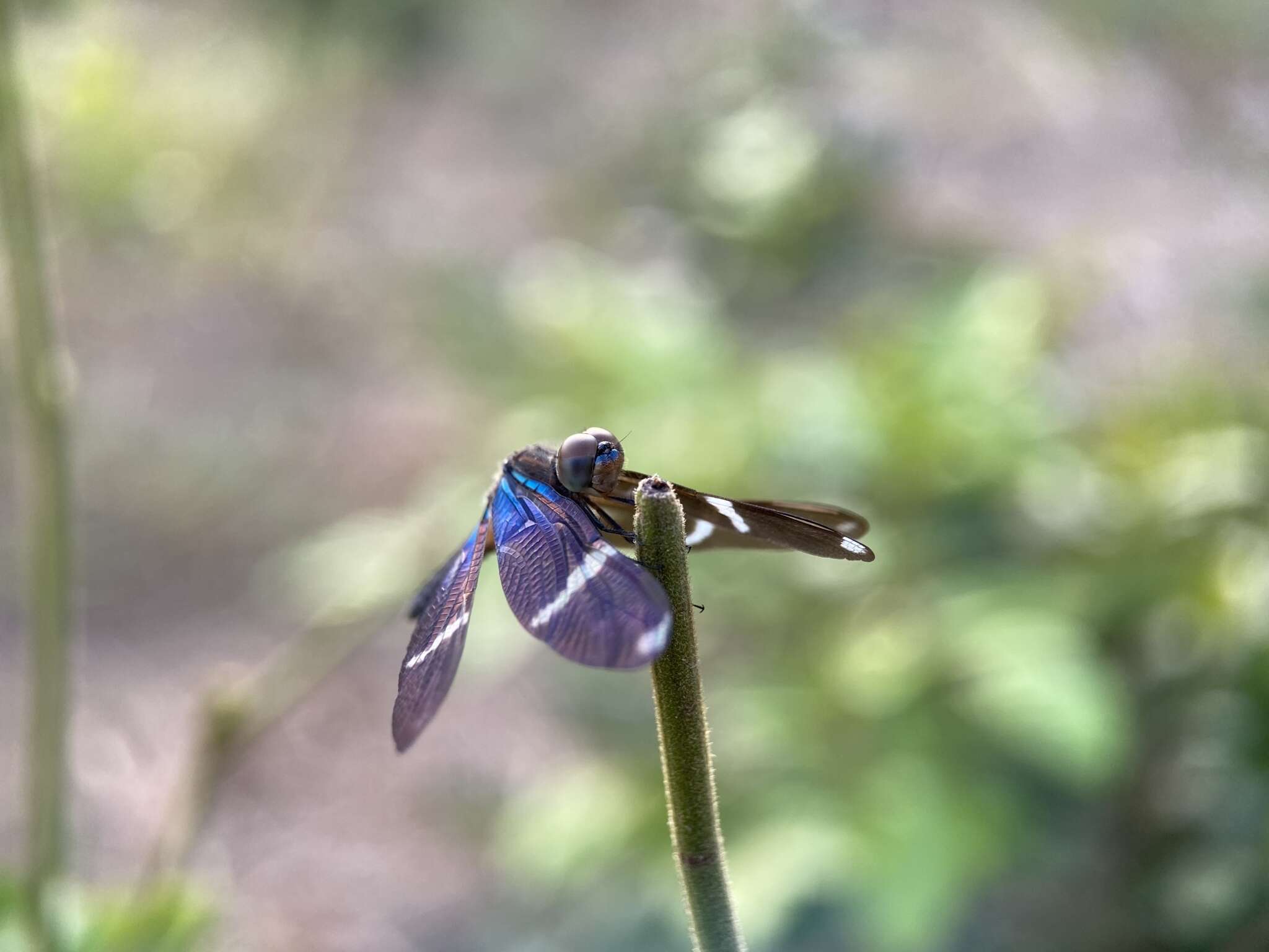 Zenithoptera Selys 1869 resmi