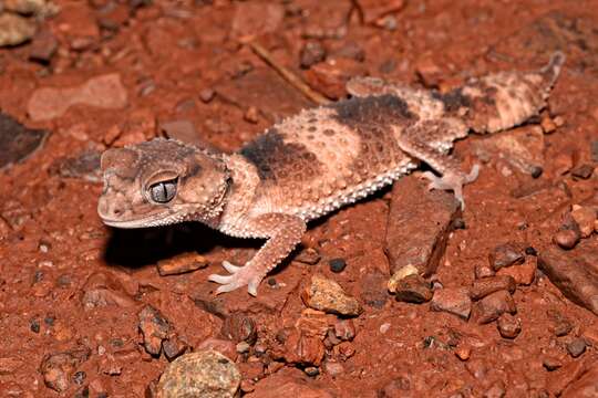 Image of Banded Knob-tail