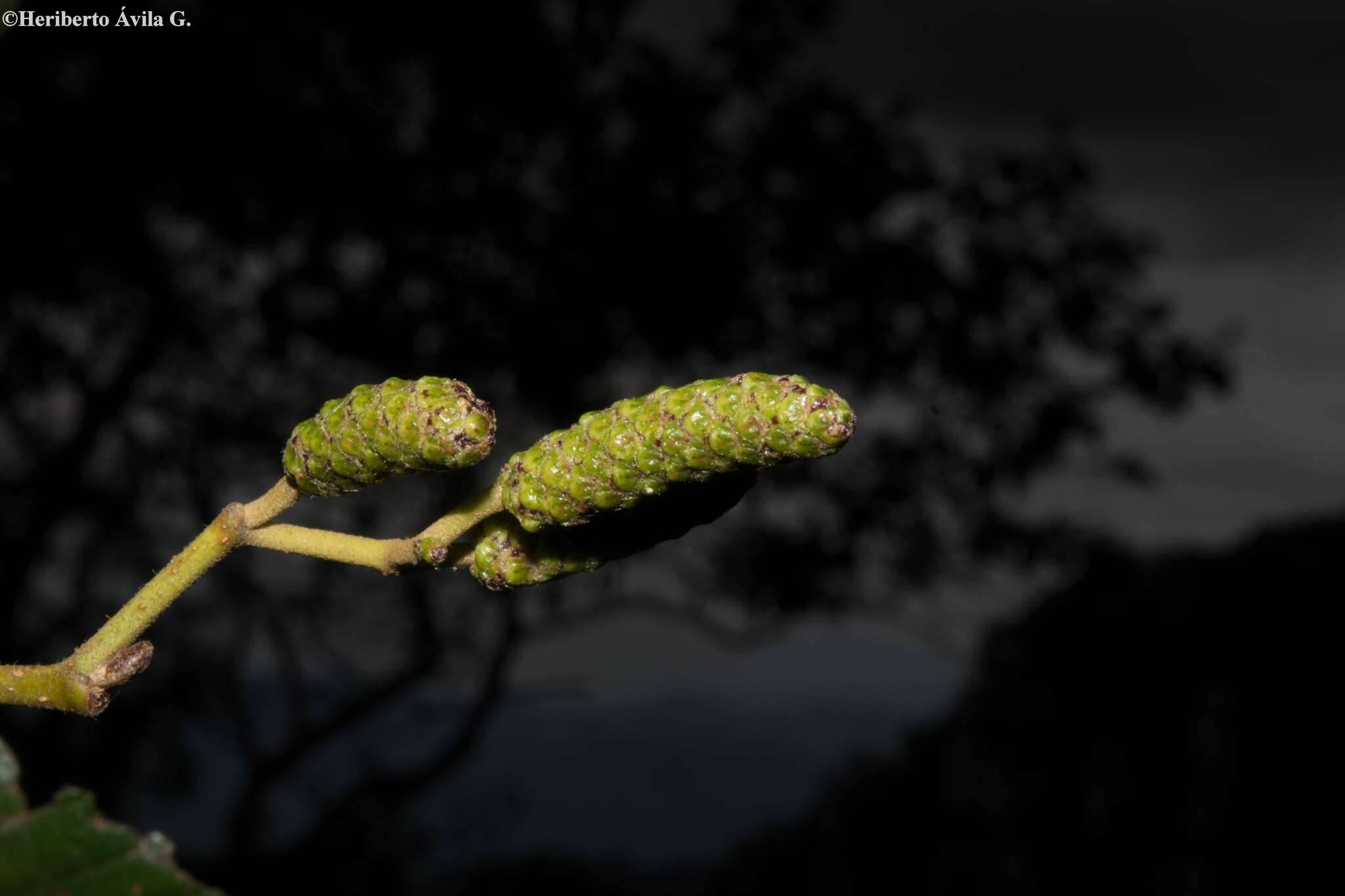 Sivun Alnus jorullensis Kunth kuva