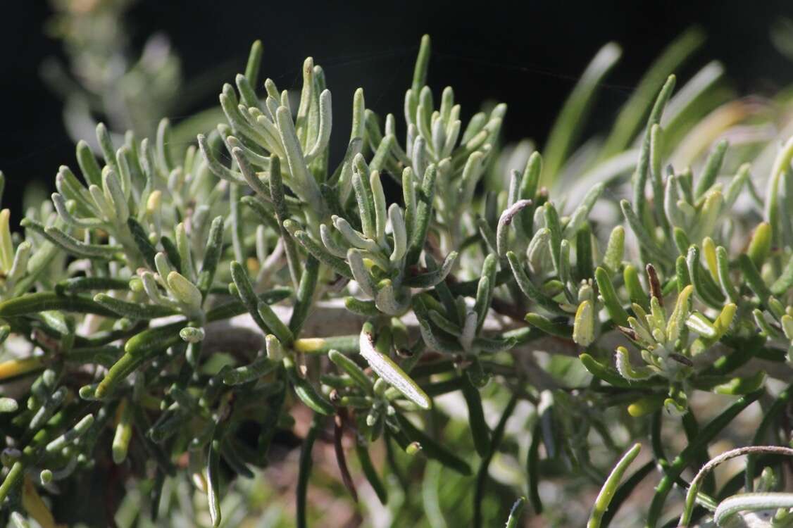 Слика од Ozothamnus cinerea (Labill.) A. A. Anderberg