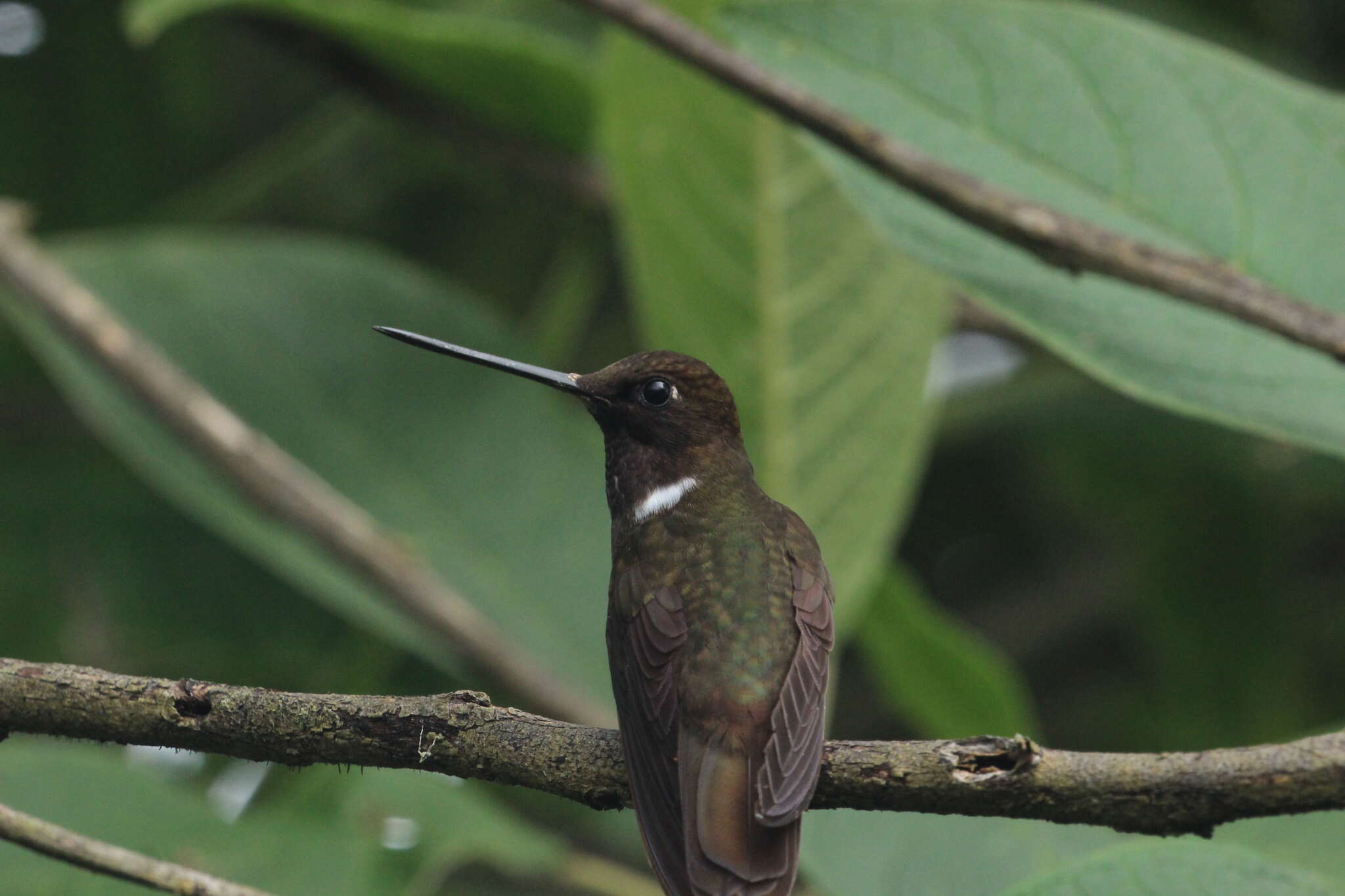 Image of Brown Inca