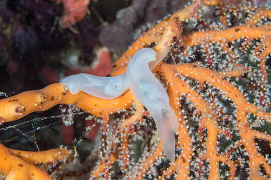 Image of Yellow edged transluscent slug