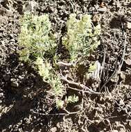 Image of Intermountain bedstraw