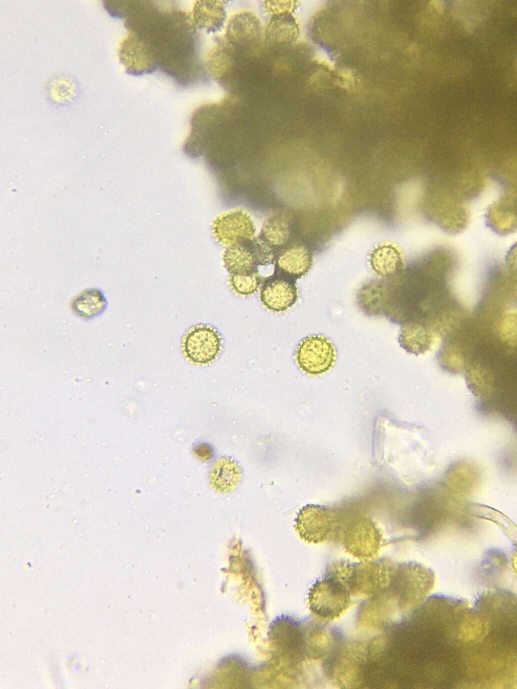 Plancia ëd Hypomyces microspermus Rogerson & Samuels 1989