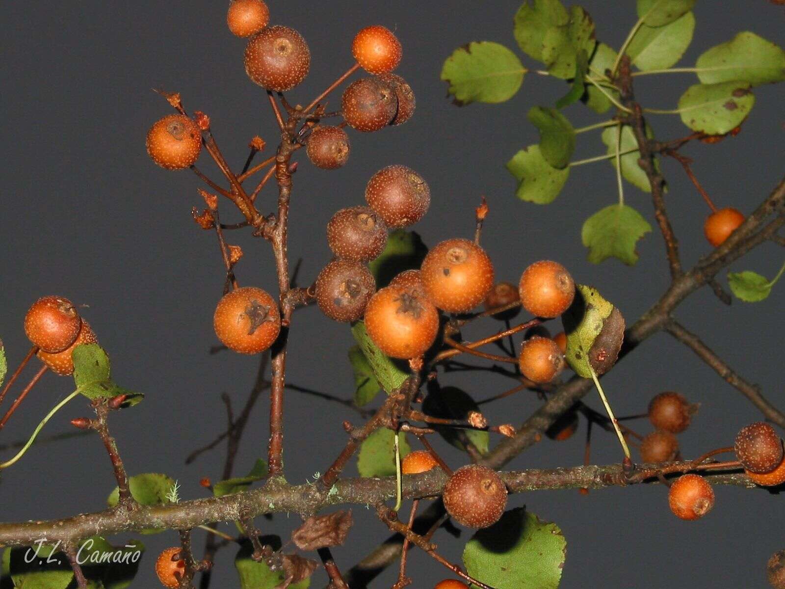 Pyrus cordata Desv.的圖片