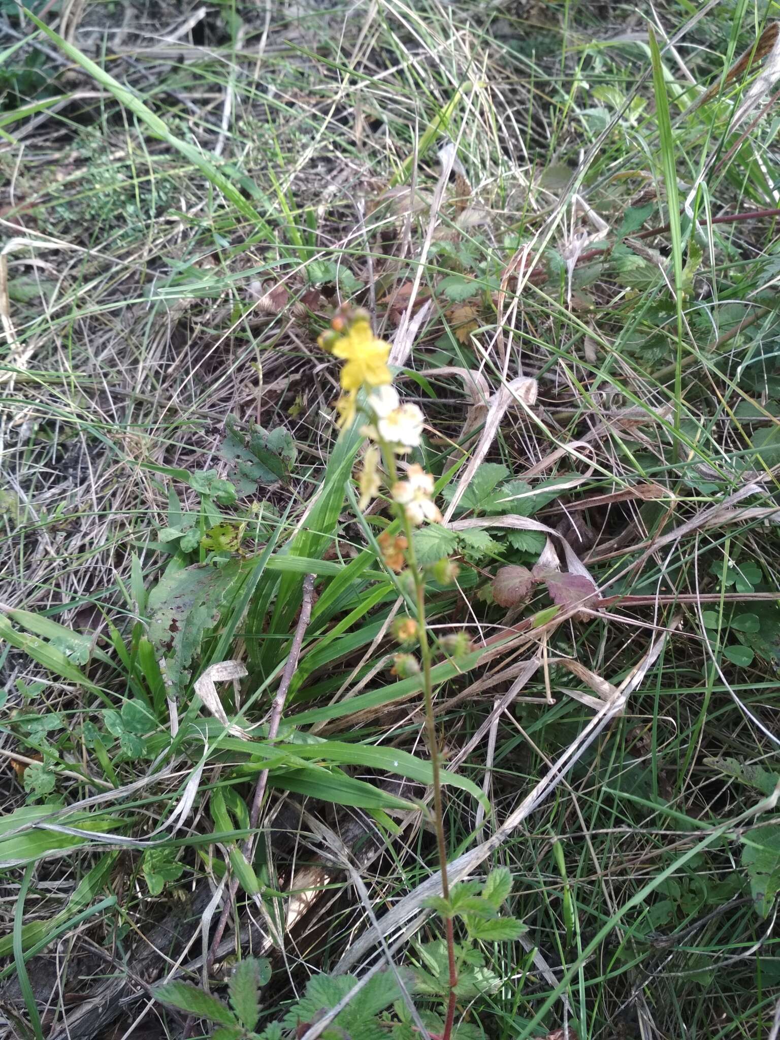 Image of Agrimonia eupatoria subsp. grandis (Andrz. ex Ascherson & Graebner) Bornm.