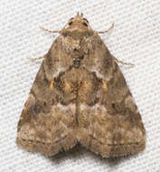 Image of White-lined Graylet